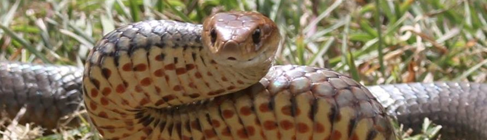 Snake Bite Research Australia